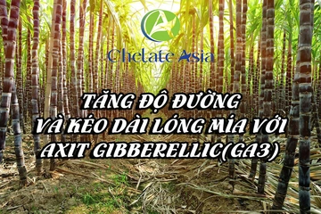 Tăng độ đường và kéo dài lóng mía với axit gibberellic(GA3)