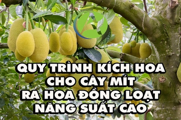 Quy trình kích hoa cho cây mít ra hoa đồng loạt, năng suất cao