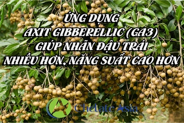 Ứng dụng Axit Gibberellic (GA3) giúp nhãn đậu trái nhiều hơn, năng suất cao hơn