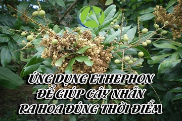 Ứng dụng Ethephon để giúp cây nhãn ra hoa đúng thời điểm