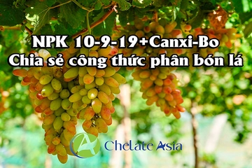 NPK 10-9-19+Canxi-Bo - Chia sẻ công thức phân bón lá