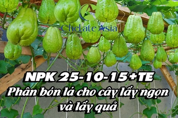 NPK 25-10-15+TE Phân bón lá cho cây lấy ngọn và lấy quả