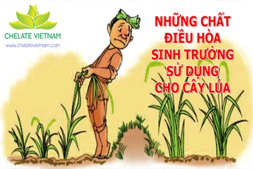 Các chất điều hòa sinh trưởng ứng dụng trên cây lúa giúp tăng năng suất