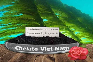 Có những điều có thể bạn chưa biết về bột rong biển (Seaweed extract powder)