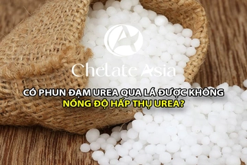 Có thể phun đạm urea lên lá được không? cây trồng hấp thụ Ure ở nồng độ nào?