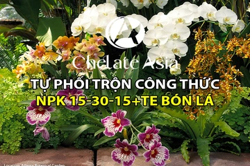 NPK 15-30-15+TE bổ sung bột rong biển dưỡng rễ, nuôi thân mập mạp, kích thích ra hoa