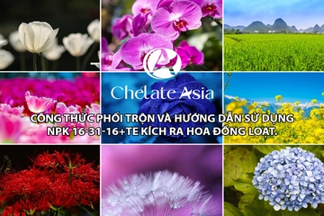 NPK 16-31-16+TE công thức phối trộn và hướng dẫn sử dụng kích ra hoa đồng loạt.