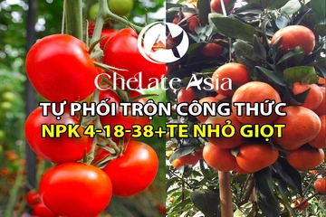 Hướng dẫn tự phối trộn NPK 4-18-38+TE và phương pháp chăm sóc cà chua, cây ăn trái