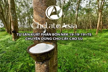 NPK 19-19-19+TE Tự phối trộn phân bón cho cây cao su: Cải thiện phát triển và chất lượng mủ