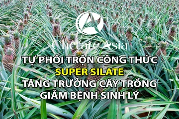 Super Silate - Tự phối trộn công thức phân bón kích thích tăng trưởng