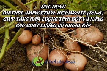 Ứng dụng Diethyl Aminoethyl Hexanoate (DA-6) giúp tăng hàm lượng tinh bột và nâng cao chất lượng củ khoai tây