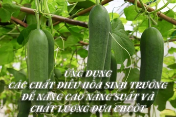 Ứng dụng các chất điều hòa sinh trưởng để nâng cao năng suất và chất lượng dưa chuột