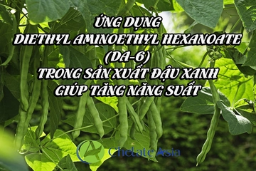 Ứng dụng Diethyl Aminoethyl Hexanoate (DA-6) trong sản xuất đậu xanh giúp tăng năng suất