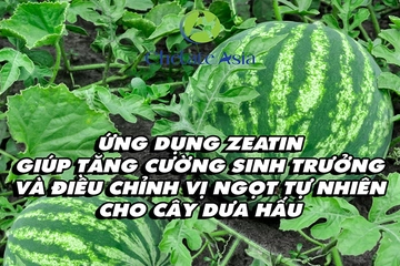 Ứng dụng zeatin giúp tăng cường sinh trưởng và điều chỉnh vị ngọt tự nhiên cho cây dưa hấu