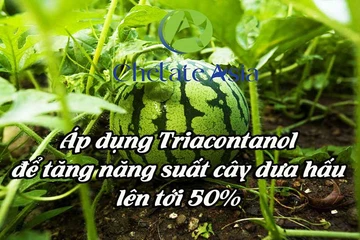 Áp dụng Triacontanol để tăng năng suất cây dưa hấu lên tới 50%