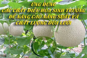 Ứng dụng các chất điều hòa sinh trưởng để nâng cao năng suất và chất lượng dưa lưới