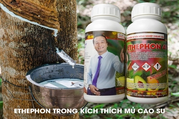 Sử dụng Ethephon trong kích thích sản xuất mủ cao su và nhựa cây