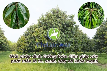 Giải pháp dinh dưỡng toàn diện giúp cây phát triển lá to, xanh, dày và khỏe mạnh