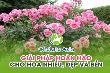 Cytokinin DA-6: Giải pháp hoàn hảo cho hoa nhiều, đẹp và bền