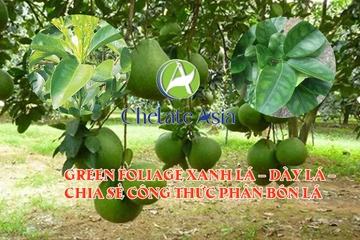 Green Foliage Xanh lá – Dày lá – Chia sẻ công thức phân bón lá