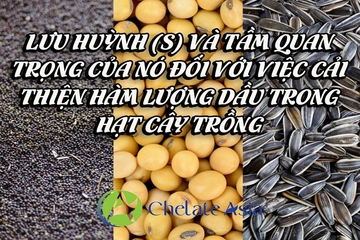 Lưu huỳnh (S) và tầm quan trọng của nó đối với việc cải thiện hàm lượng dầu trong hạt cây trồng