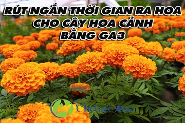 Rút ngắn thời gian ra hoa cho cây hoa cảnh bằng GA3