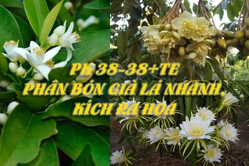 PK 38-38+TE – Phân bón Già lá nhanh, Kích ra hoa