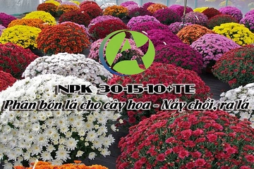 NPK 30-15-10+TE Phân bón lá cho cây hoa – Nảy chồi, ra lá