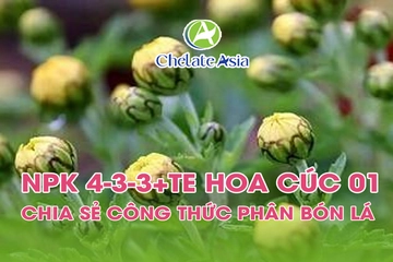 NPK 4-3-3+TE Hoa Cúc 01 – Chia sẻ công thức phân bón lá