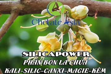 SilicaPower – Phân bón lá chứa Kali-Silic-Canxi-Magie-Kẽm