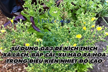 Sử dụng GA3 để kích thích xà lách, bắp cải, xu hào ra hoa trong điều kiện nhiệt độ cao