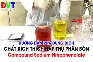 Video hướng dẫn pha chế chất kích thích hấp thụ phân bón COMPOUND NITROPHENOLATE 