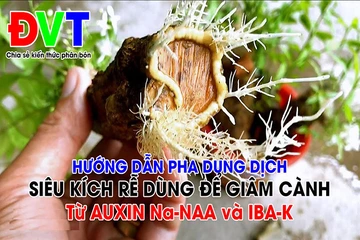 Video hướng dẫn pha chế dung dịch giâm cành từ Auxin Na-NAA và IBA-K