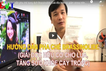 Hướng dẫn pha chế dung dịch Brassinolide (Giải độc hữu cơ, giảm stress trên cây trồng)