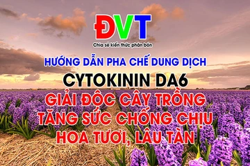 Video Hướng dẫn pha chế dung dịch Cytokinin DA6 (Tăng sức chống chịu, giải độc cây trồng, hoa tươi lâu)