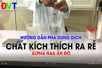 Video hướng dẫn pha chế dung dịch kích thích ra rễ Alpha NAA (bằng dung môi Nabica)