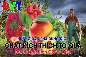 Video hướng dẫn pha chế dung dịch chất kích thích to quả CPPU-KT30