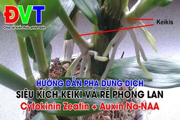 Video hướng dẫn pha dung dịch siêu kích Kieki và kích rễ cho phong lan