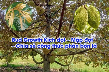 Bud Growth Kích đọt – Mập đọt – Chia sẻ công thức phân bón lá