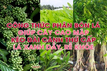 Công thức phân bón lá kéo dài cành, vươn cây, rễ khỏe, cành mập đơn giản mà hiệu quả!