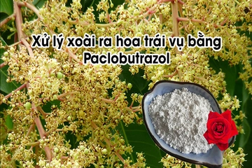 Kích thích xoài ra hoa trái vụ bằng Paclobutrazol và ThiO Urea hoặc Kali Nitorat