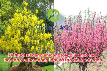 Kỹ thuật sử dụng uniconazole giúp hoa mai, hoa đào ra hoa đồng loạt và tạo dáng cây đẹp