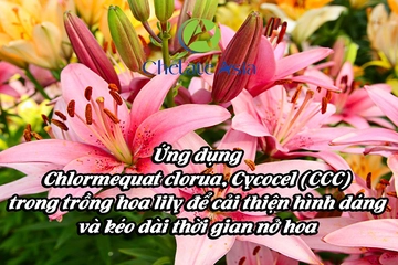 Ứng dụng Chlormequat clorua, Cycocel (CCC) trong trồng hoa lily để cải thiện hình dáng và kéo dài thời gian nở hoa