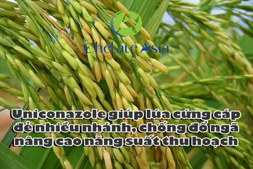 Uniconazole giúp lúa cứng cáp, đẻ nhiều nhánh, chống đổ ngã, nâng cao năng suất thu hoạch