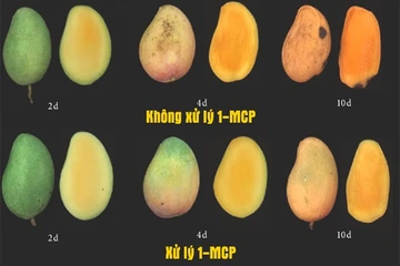 1-MCP là gì? MCP có ức chế quá trình chín của quả? MCP có an toàn khi sử dụng?