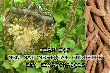 Chặn đọt bằng Mepiquat Chloride và Hexaconazole: Khuyến cáo sử dụng an toàn cho cây trồng