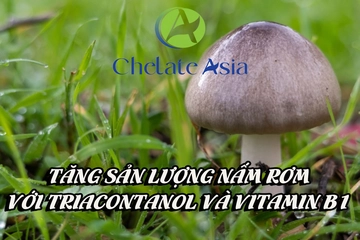 Tăng sản lượng nấm rơm với Triacontanol và Vitamin B1