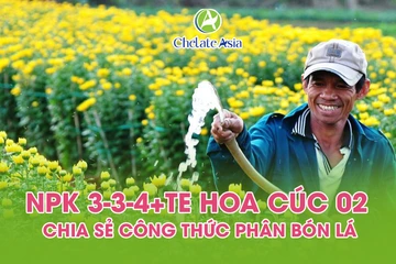 NPK 3-3-4+TE Hoa Cúc 02 – Chia sẻ công thức phân bón lá