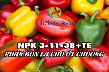 NPK 3-11-38+TE – Phân bón lá cho Ớt chuông