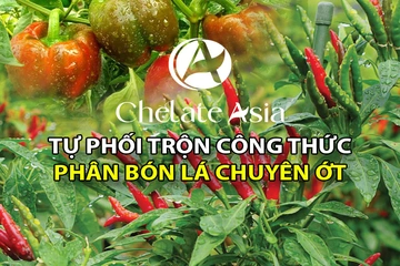 Cây ớt - Tự phối trộn phân bón lá cho cây ớt giai đoạn ra hoa, đậu trái